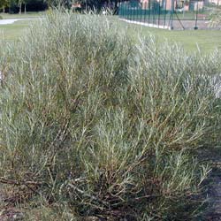 Saule romarin / Salix rosmarinifolia